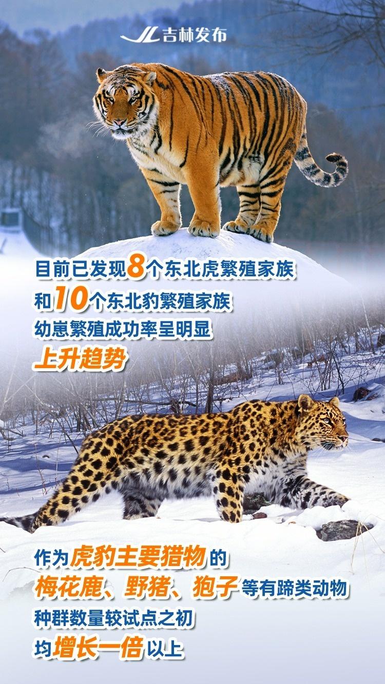 野生东北虎频频现身吉林，背后原因竟然是……  第2张