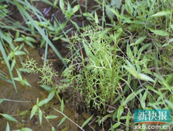 深圳大鹏新区惊现神秘新物种，坝光水蕨引发全球关注  第1张
