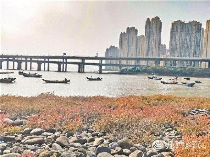 厦门惊现神秘红海滩，专家揭秘：这究竟是美景还是生态隐患？