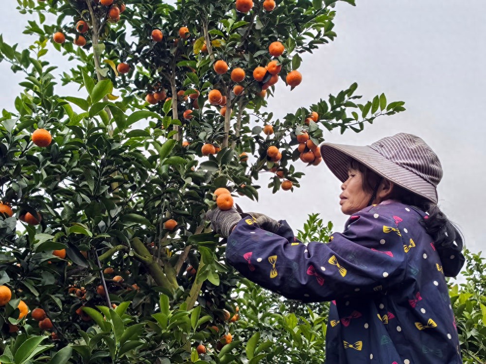 靖西沙糖桔丰收季：千亩果园采摘忙，首车出口越南引关注