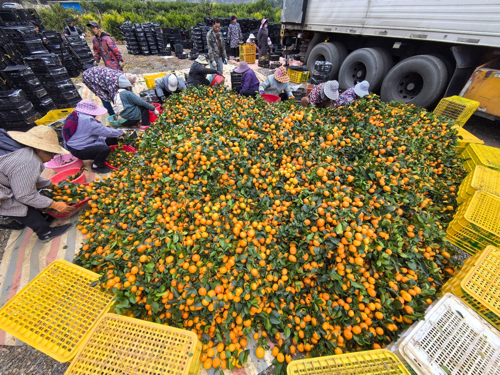 靖西沙糖桔丰收季：千亩果园采摘忙，首车出口越南引关注  第2张
