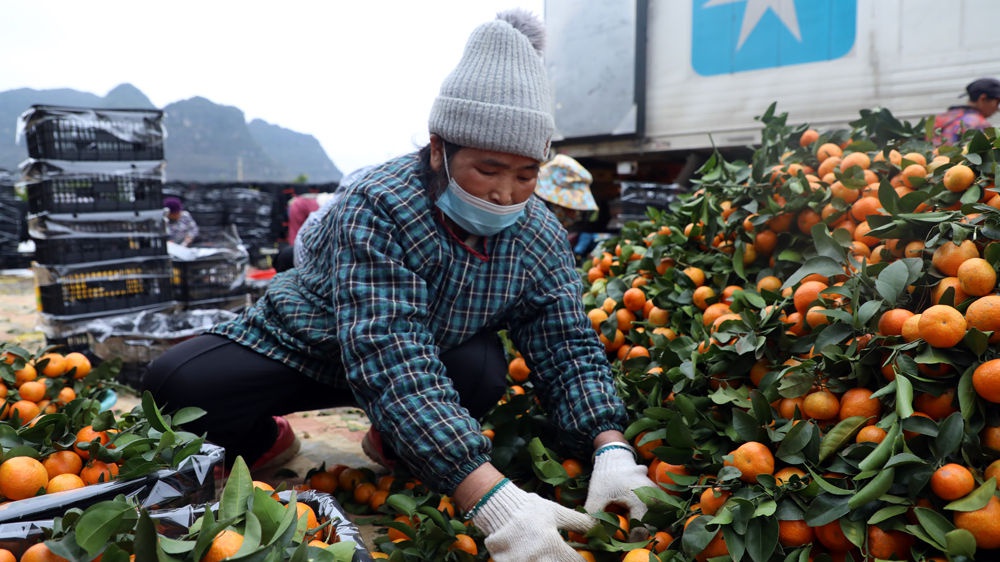 靖西沙糖桔丰收季：千亩果园采摘忙，首车出口越南引关注  第3张