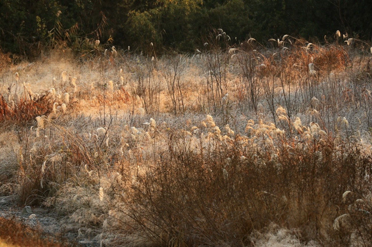 冬至来临，芦花如雪，北湖草荡美如油画，你准备好了吗？  第1张