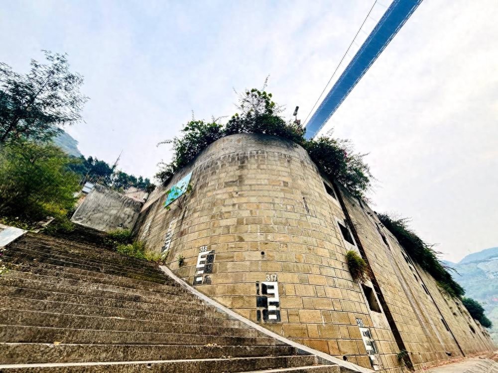 220年古树逆时令落叶，黄金坪村的黄桷树藏着怎样的秘密？