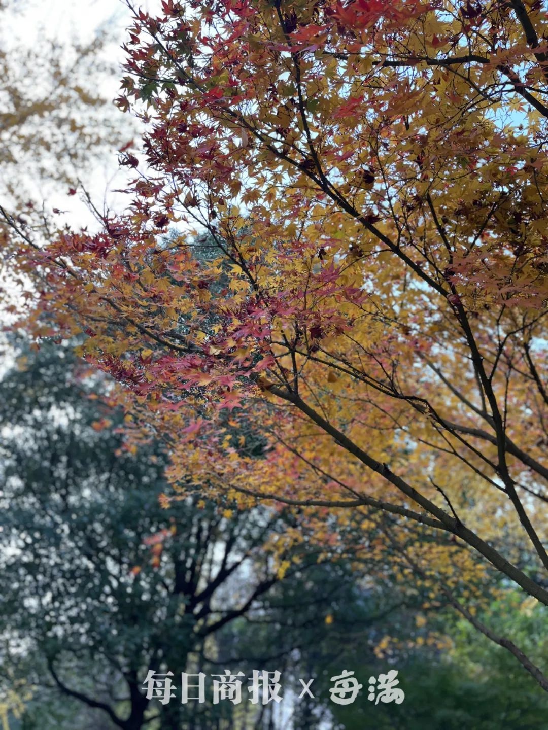 双休日晴冷当道，气温骤降！杭州未来7天霾频繁现身，防寒保暖刻不容缓  第4张