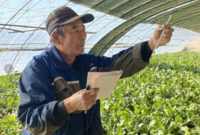 揭秘津南区温室大棚：葛沽萝卜丰收季，雨水浇灌的秘密大公开  第1张