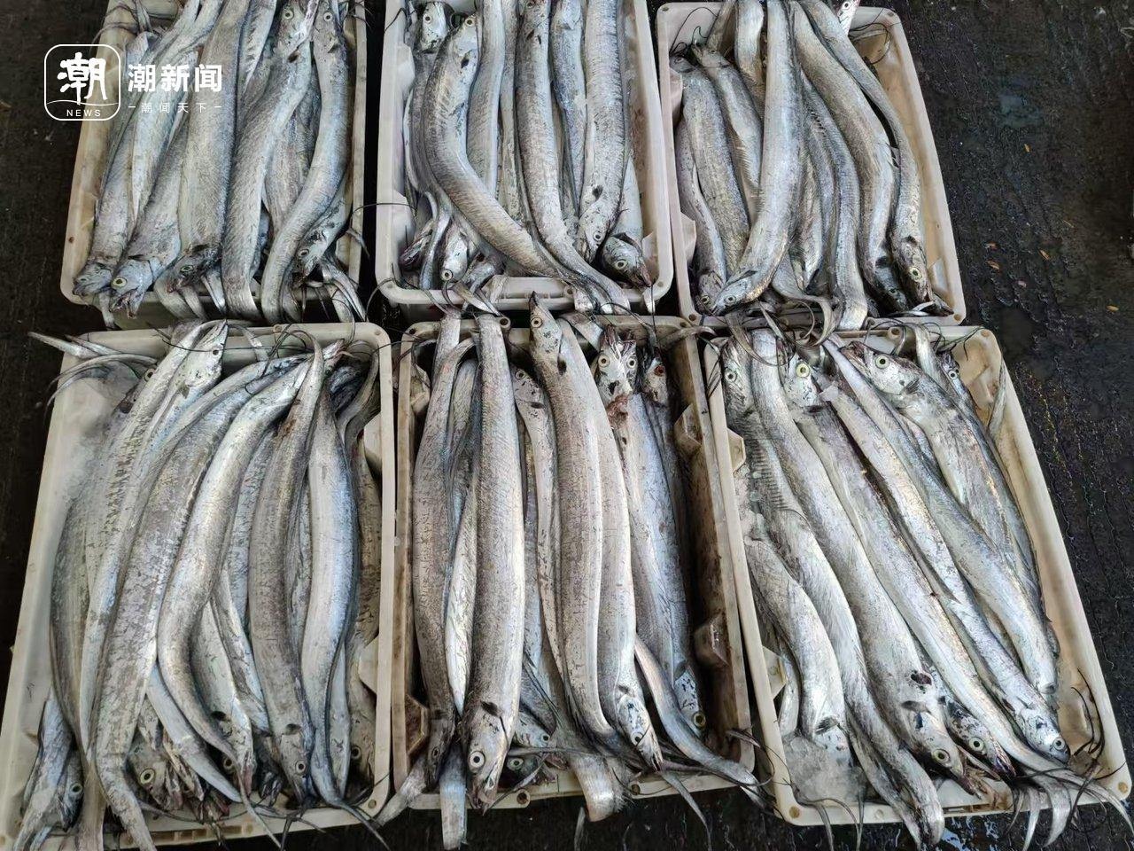 冬至阳光下的杭州水产市场：马大嫂们的冰鲜采购狂欢，价格实惠到让你惊喜  第2张
