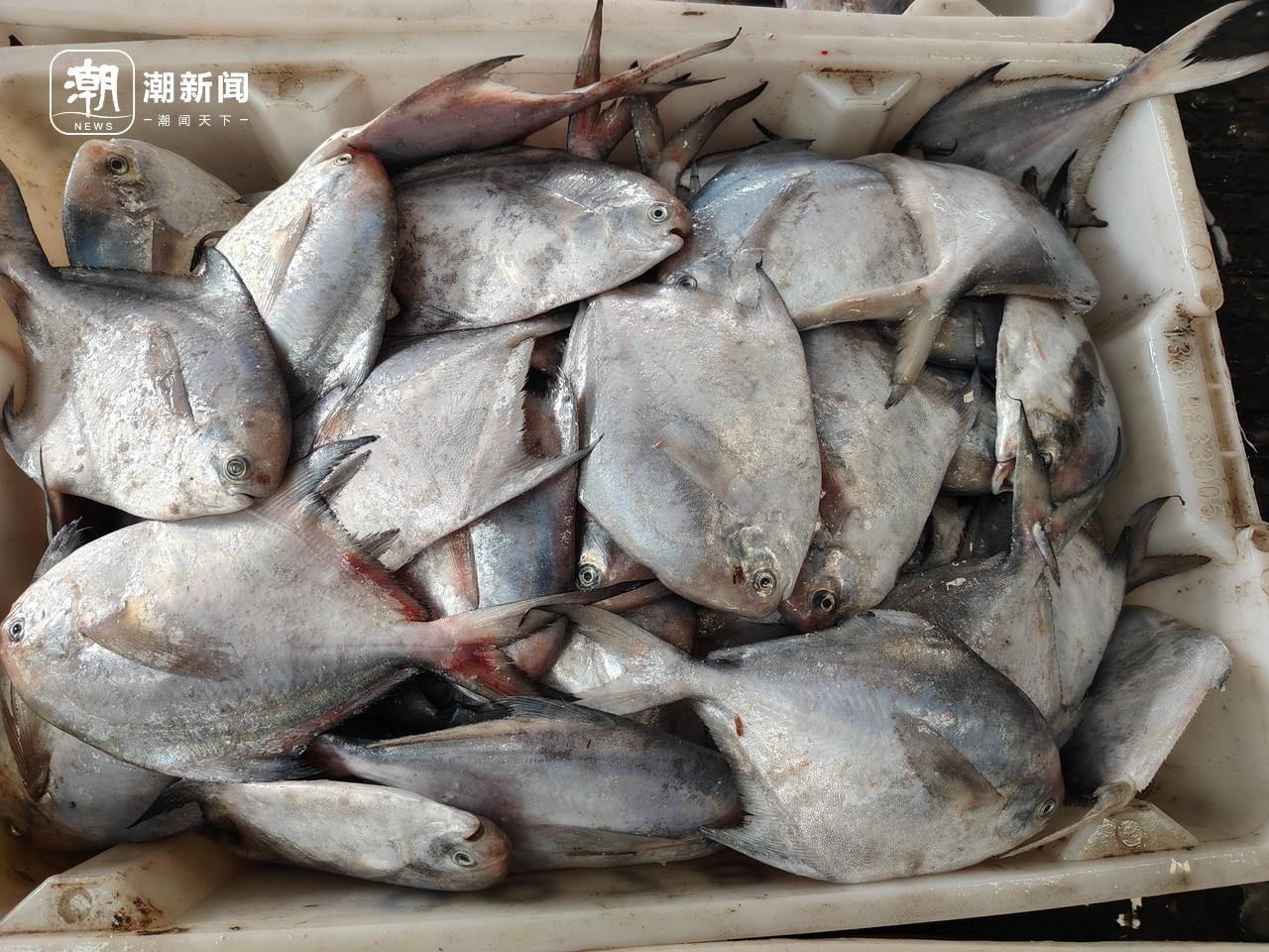 冬至阳光下的杭州水产市场：马大嫂们的冰鲜采购狂欢，价格实惠到让你惊喜  第4张