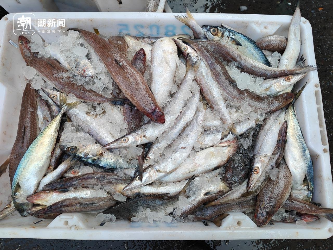 冬至阳光下的杭州水产市场：马大嫂们的冰鲜采购狂欢，价格实惠到让你惊喜  第7张