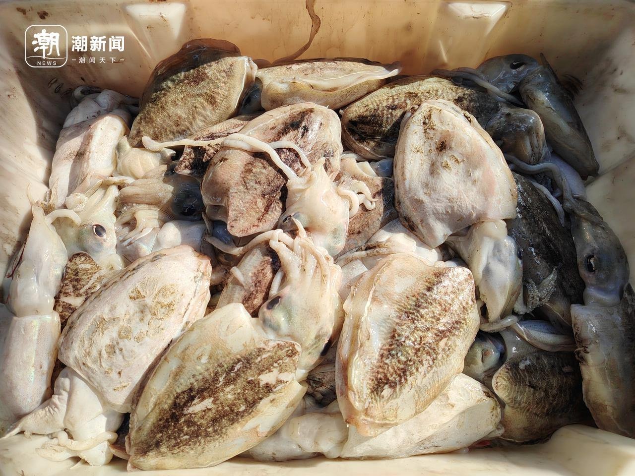 冬至阳光下的杭州水产市场：马大嫂们的冰鲜采购狂欢，价格实惠到让你惊喜  第10张