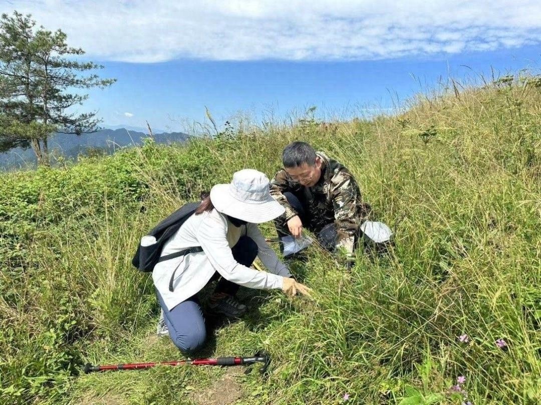 秦岭深处惊现珍稀物种！留坝县生物多样性调查揭秘，你绝对想不到的发现  第1张