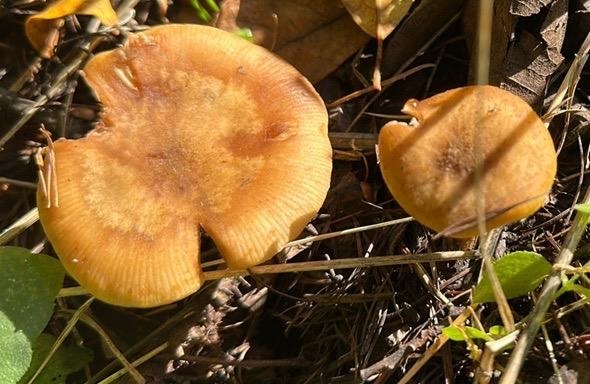 秦岭深处惊现珍稀物种！留坝县生物多样性调查揭秘，你绝对想不到的发现  第3张