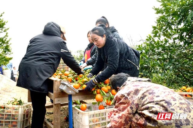 70岁老农的秘密武器：玫瑰香柑，甜过初恋，你尝过吗？  第3张