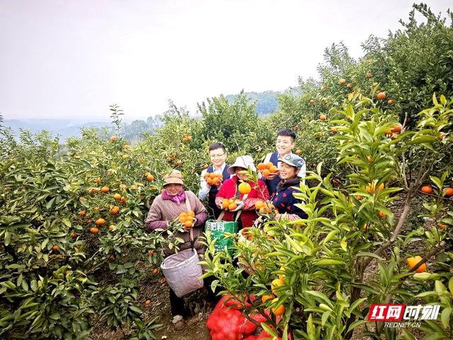 70岁老农的秘密武器：玫瑰香柑，甜过初恋，你尝过吗？  第4张