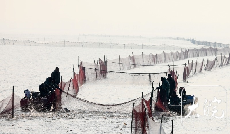 99999元天价！寿县安丰塘头鱼拍卖创纪录，背后故事令人惊叹  第3张