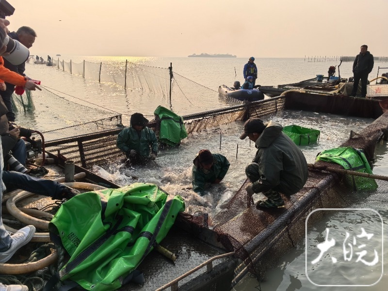 99999元天价！寿县安丰塘头鱼拍卖创纪录，背后故事令人惊叹  第4张