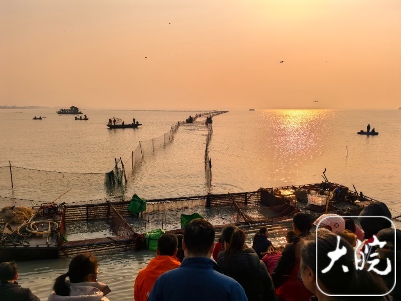 99999元天价！寿县安丰塘头鱼拍卖创纪录，背后故事令人惊叹  第5张