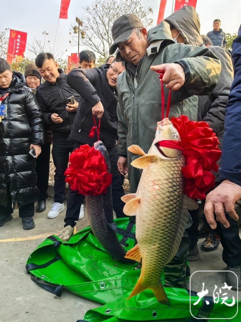 99999元天价！寿县安丰塘头鱼拍卖创纪录，背后故事令人惊叹  第6张