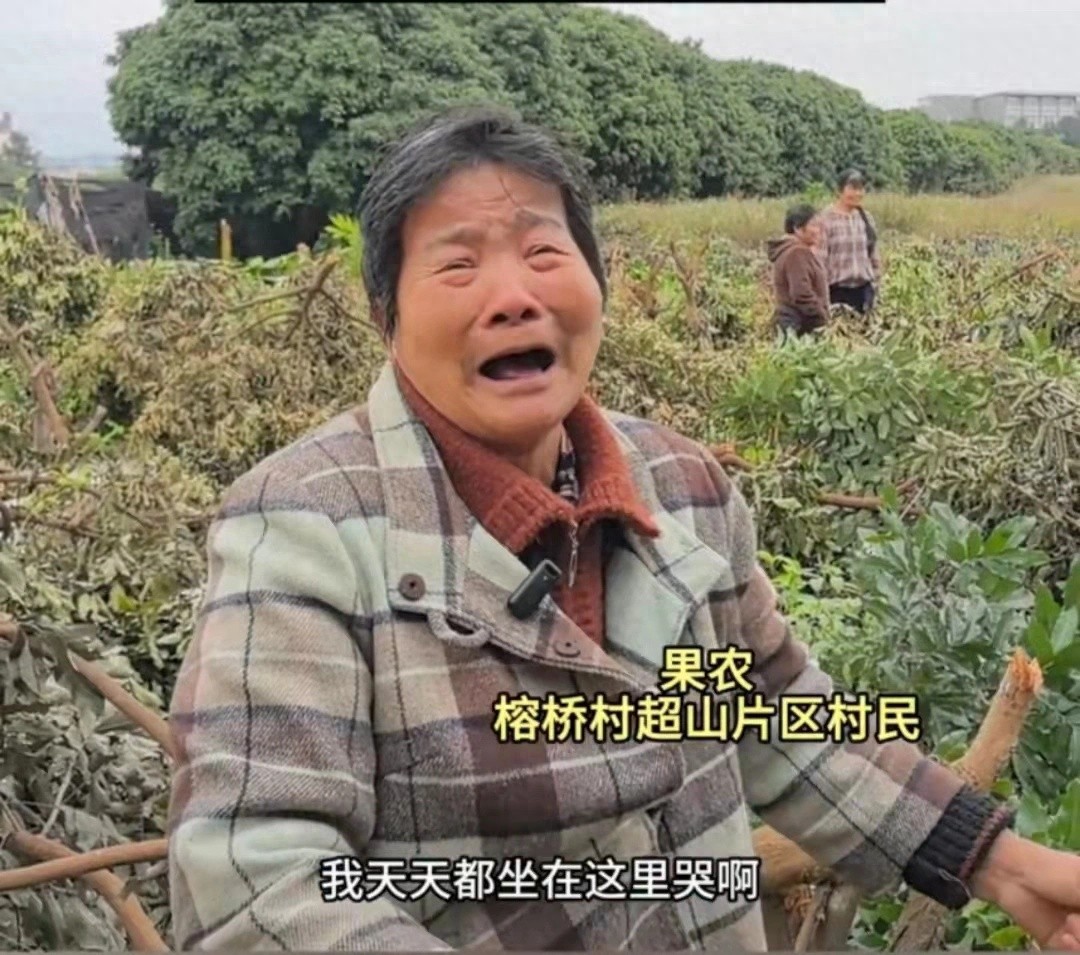 300棵果树一夜被砍光，土地纠纷引发村民怒火，真相究竟如何？