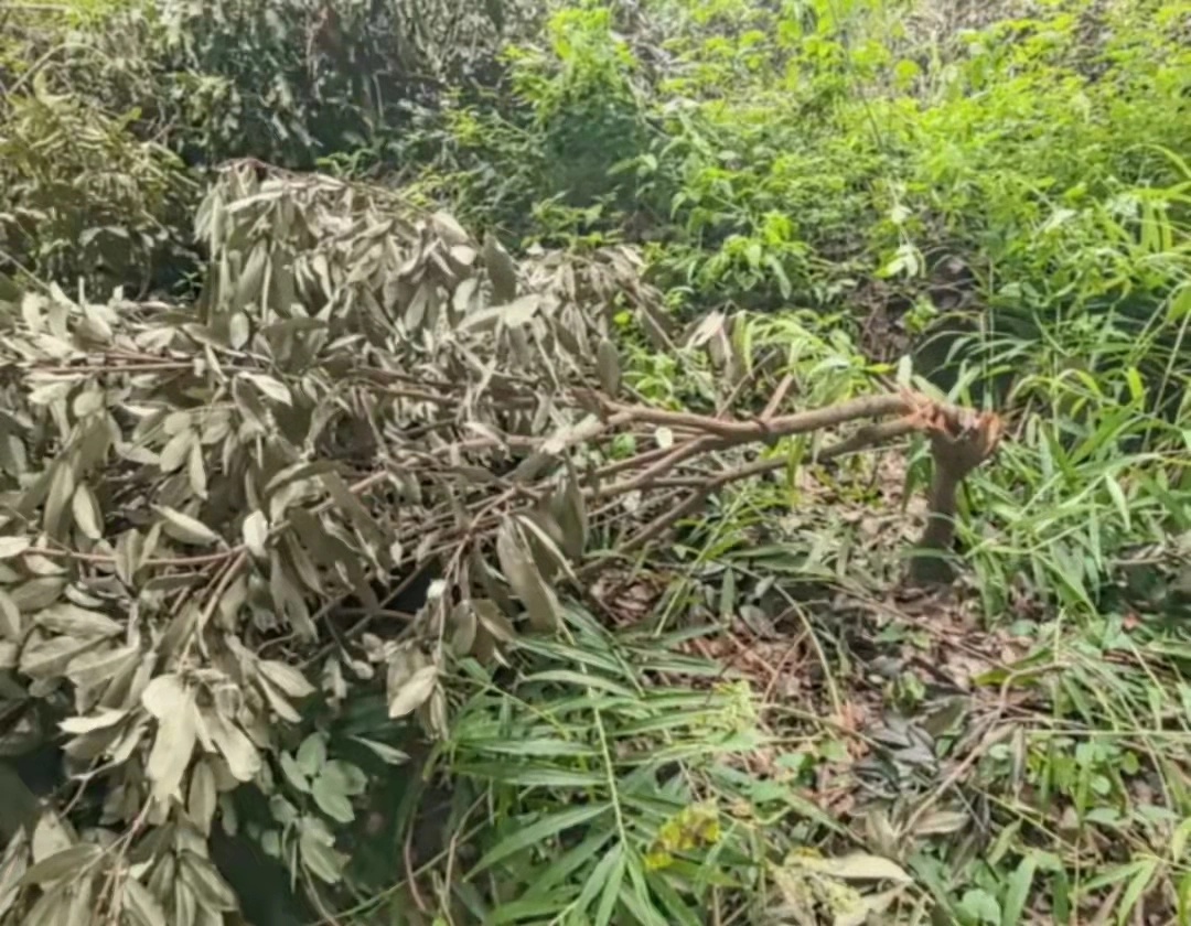 300棵果树一夜被砍光，土地纠纷引发村民怒火，真相究竟如何？  第2张
