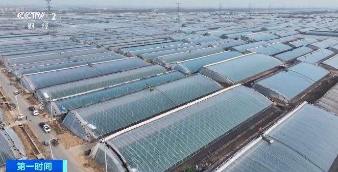 寒冬来袭，2025元旦前蔬菜价格走势如何？山东寿光市场探秘  第4张