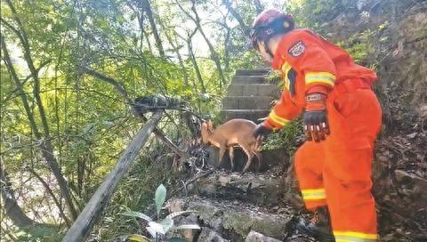 野生动物赤麂成功获救，放归山林！生态环境越来越好，你还知道哪些动物？