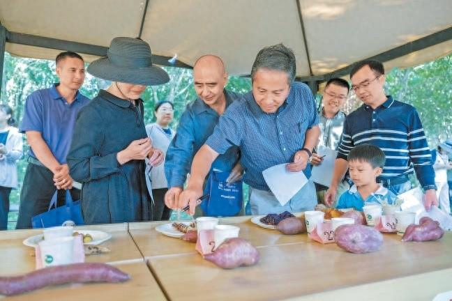 20 个优质甘薯、20 个特色谷子新品种亮相！你吃过几种？  第1张