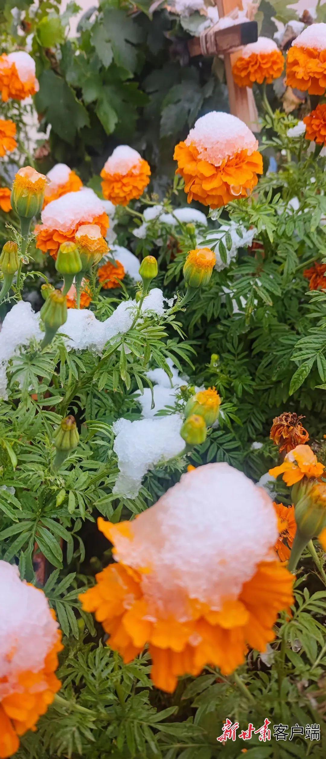 甘肃多地迎今秋首场雪，你那里下雪了吗？  第12张