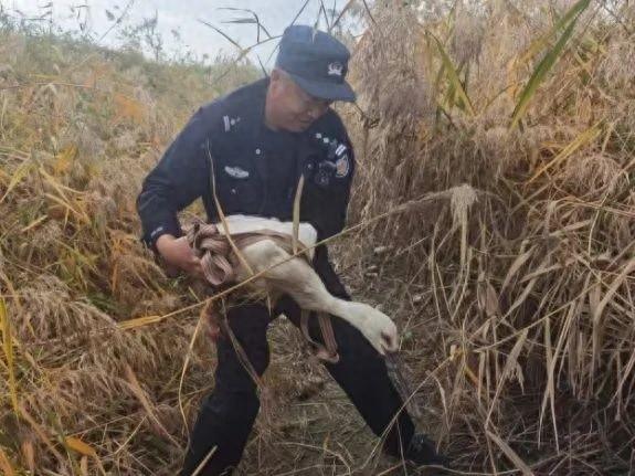 鸟界国宝受伤落难，警民携手暖心救！发生在警营里的真实故事  第1张