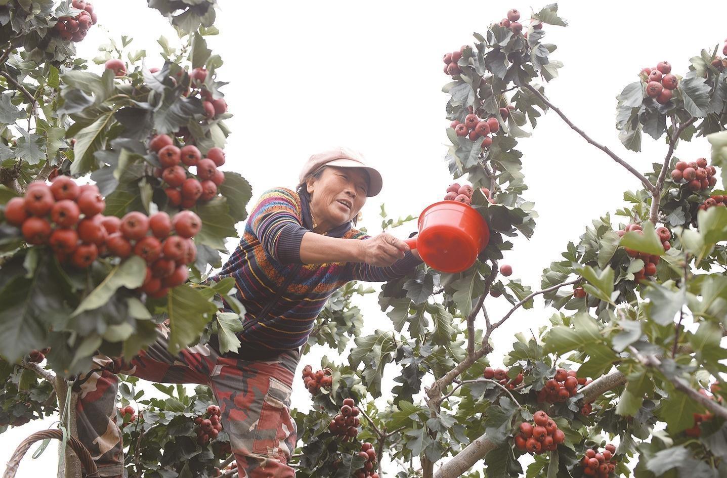 遵化山楂丰收啦！红彤彤的果实挂满枝头，果农笑开颜  第2张