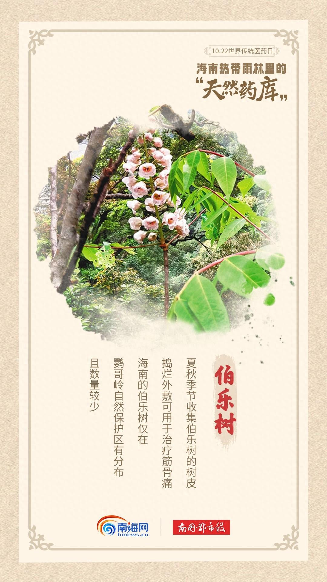 海南热带雨林：天然药房，南药奇库  第1张