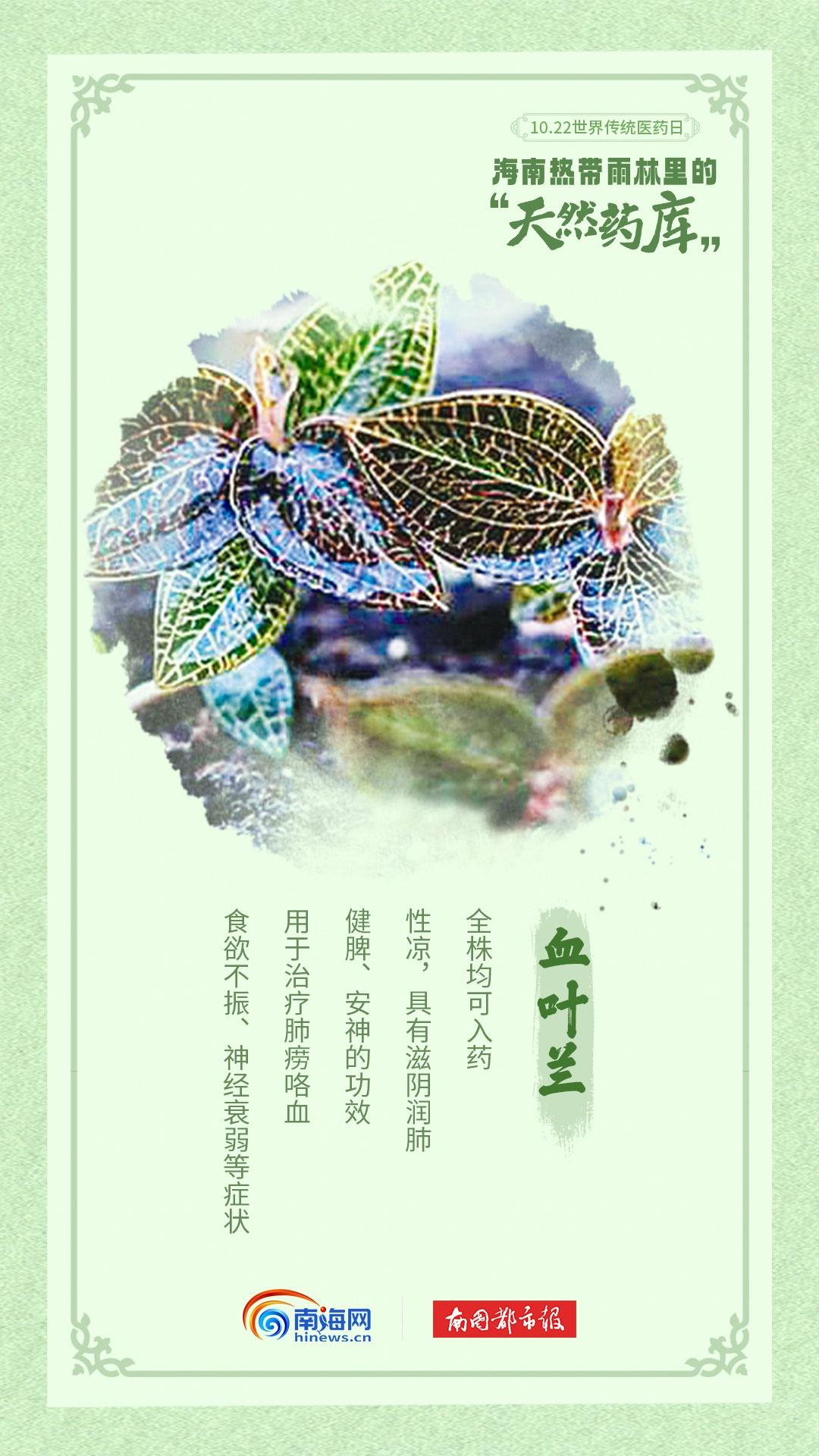 海南热带雨林：天然药房，南药奇库  第2张