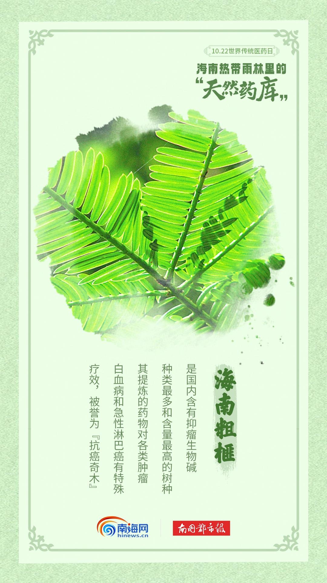 海南热带雨林：天然药房，南药奇库  第4张