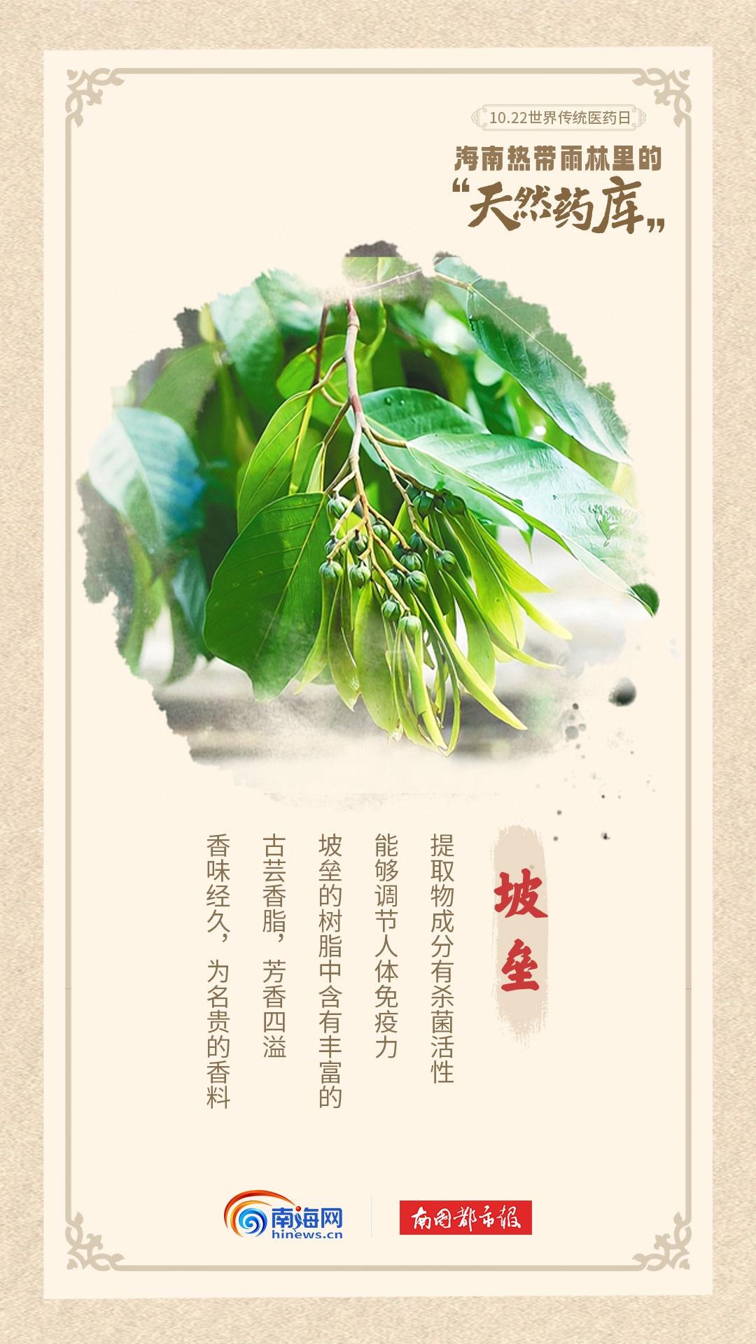 海南热带雨林：天然药房，南药奇库  第5张