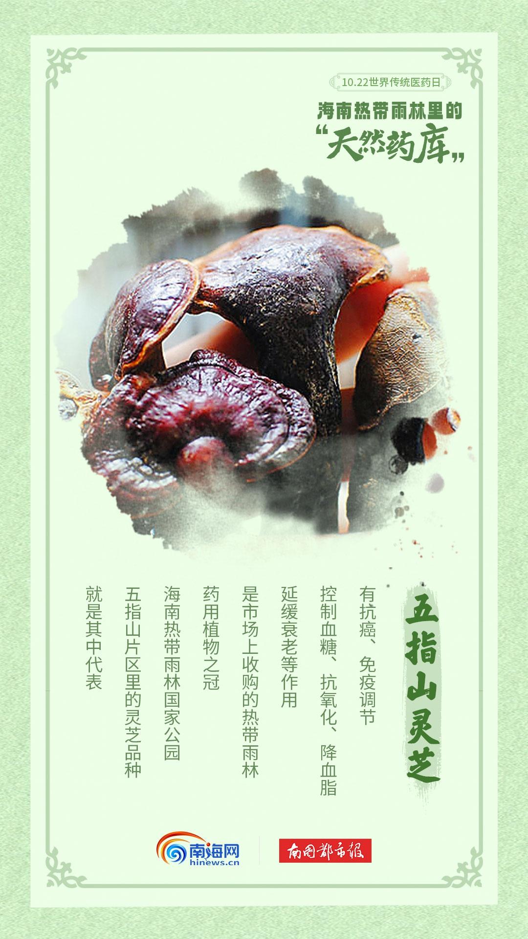 海南热带雨林：天然药房，南药奇库  第6张