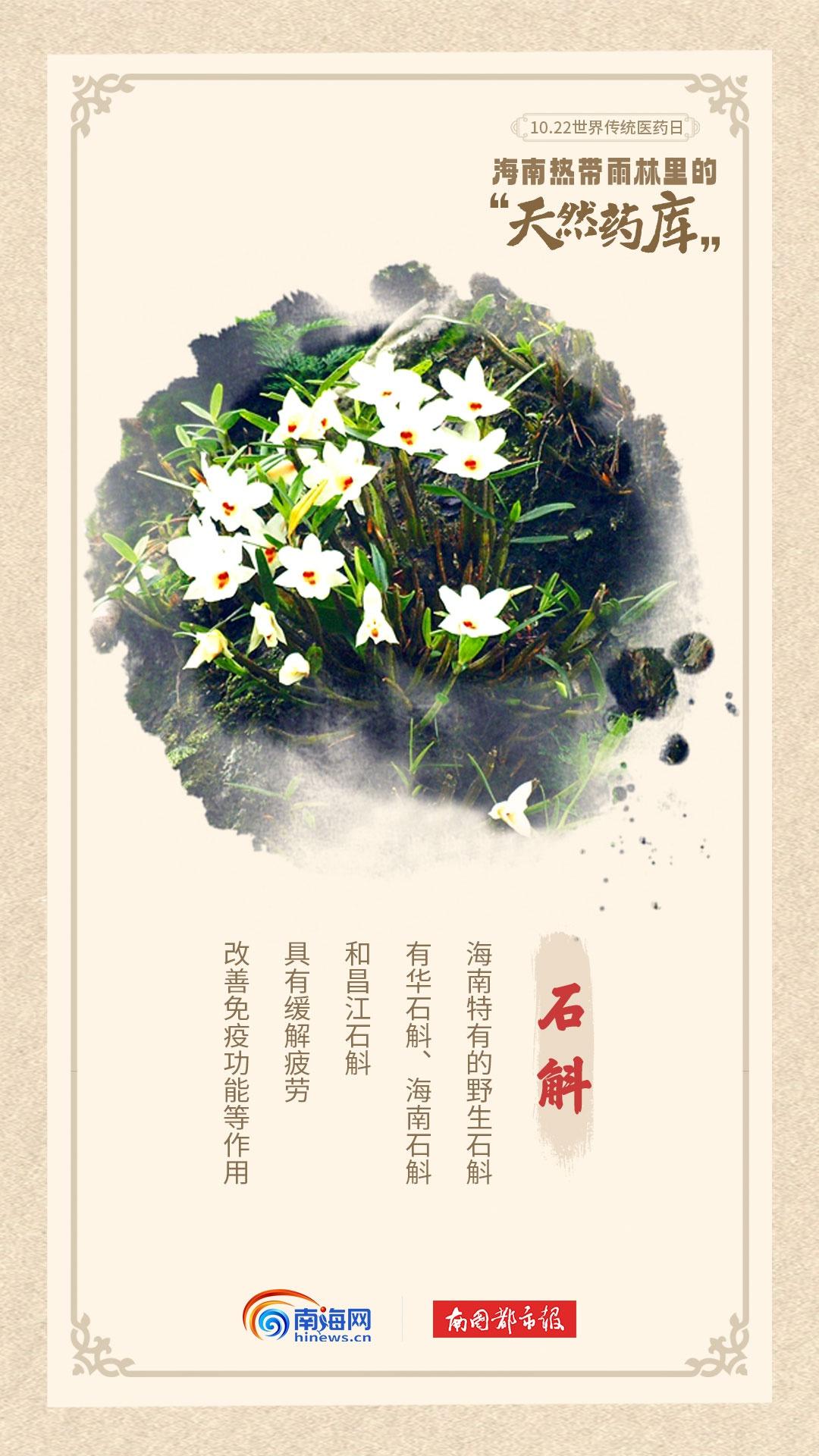 海南热带雨林：天然药房，南药奇库  第7张