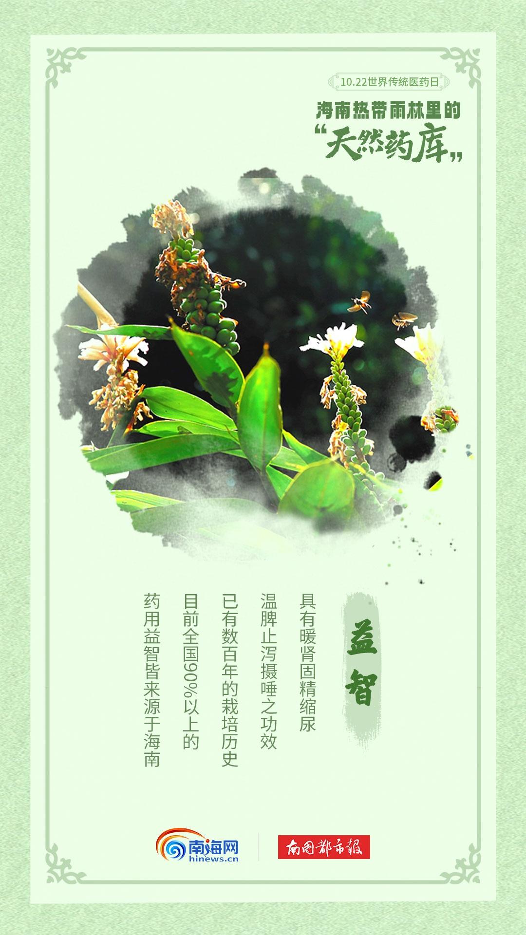 海南热带雨林：天然药房，南药奇库  第8张