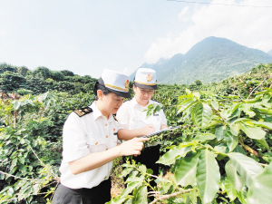 云南咖啡出口暴增 371%，你喝的咖啡可能来自这里