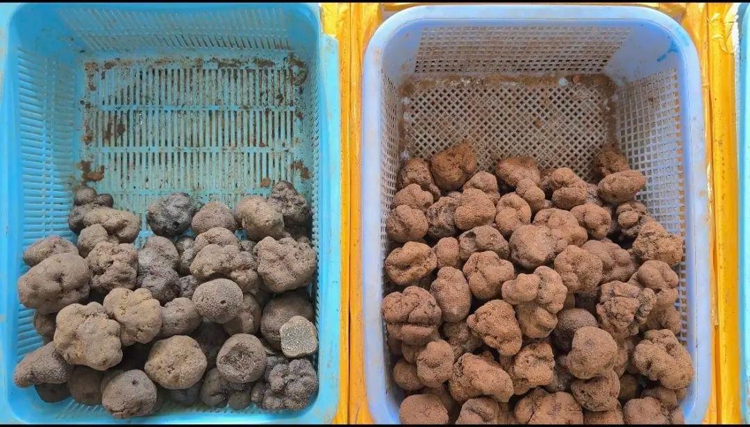 全国最大野生菌市场惊现钻石！每公斤 220 元起，你吃过吗？  第2张