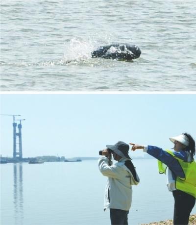 武汉水域竟出现 20 多头江豚的大家庭，背后原因令人深思