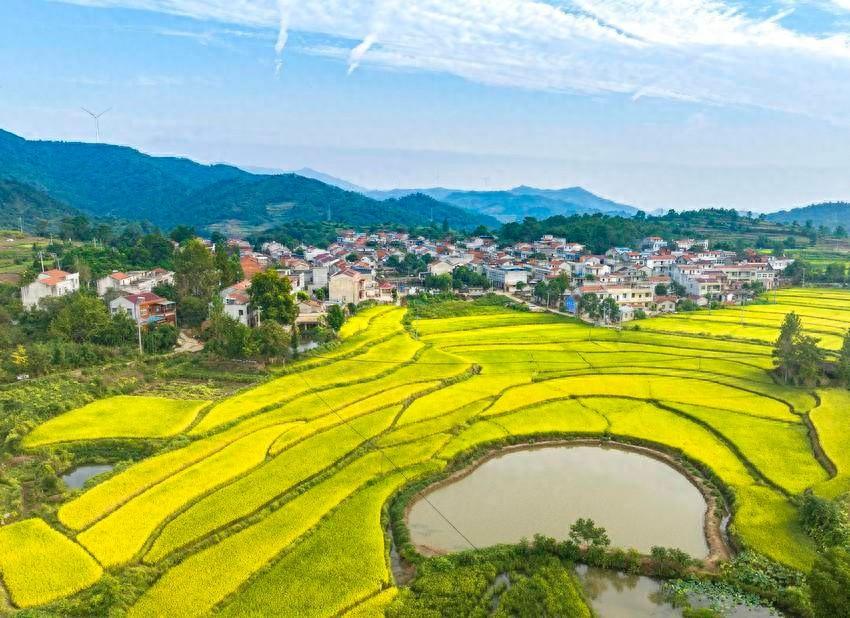 大悟：强县工程引领，打造全国乡村振兴示范县  第1张