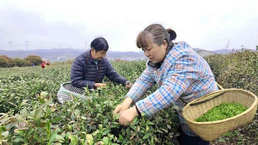 大悟：强县工程引领，打造全国乡村振兴示范县  第5张
