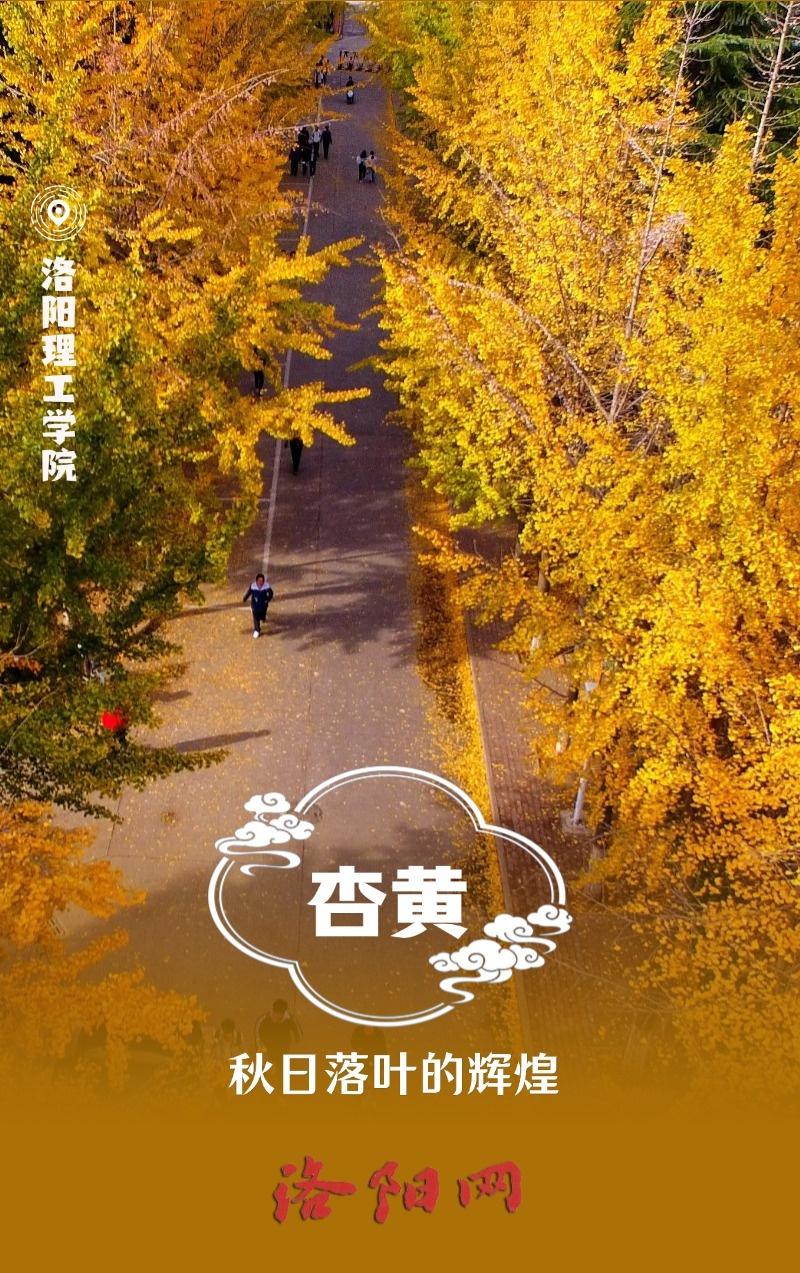 用中国传统色打开洛阳的秋天，美到令人怦然心动  第3张