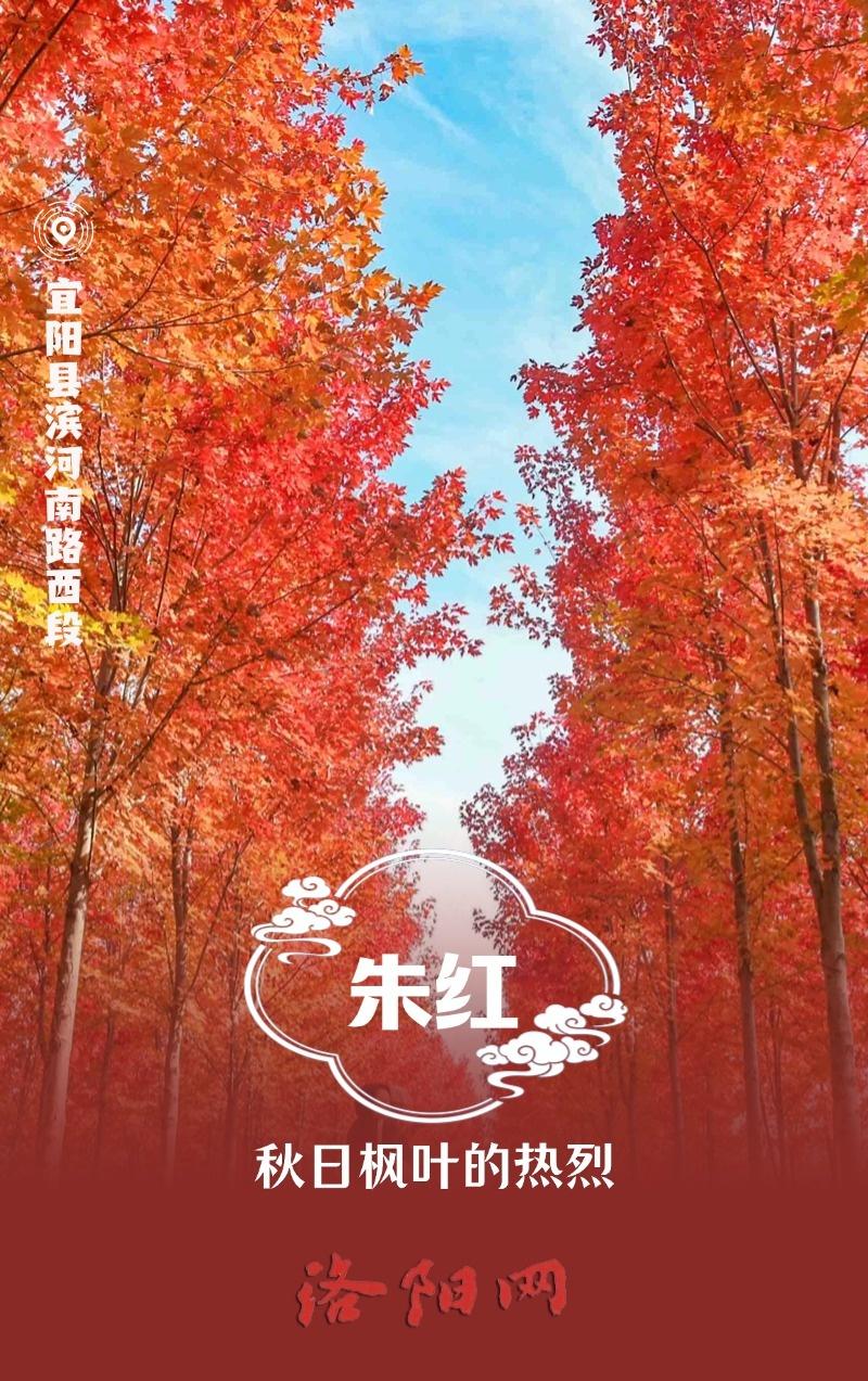 用中国传统色打开洛阳的秋天，美到令人怦然心动  第4张