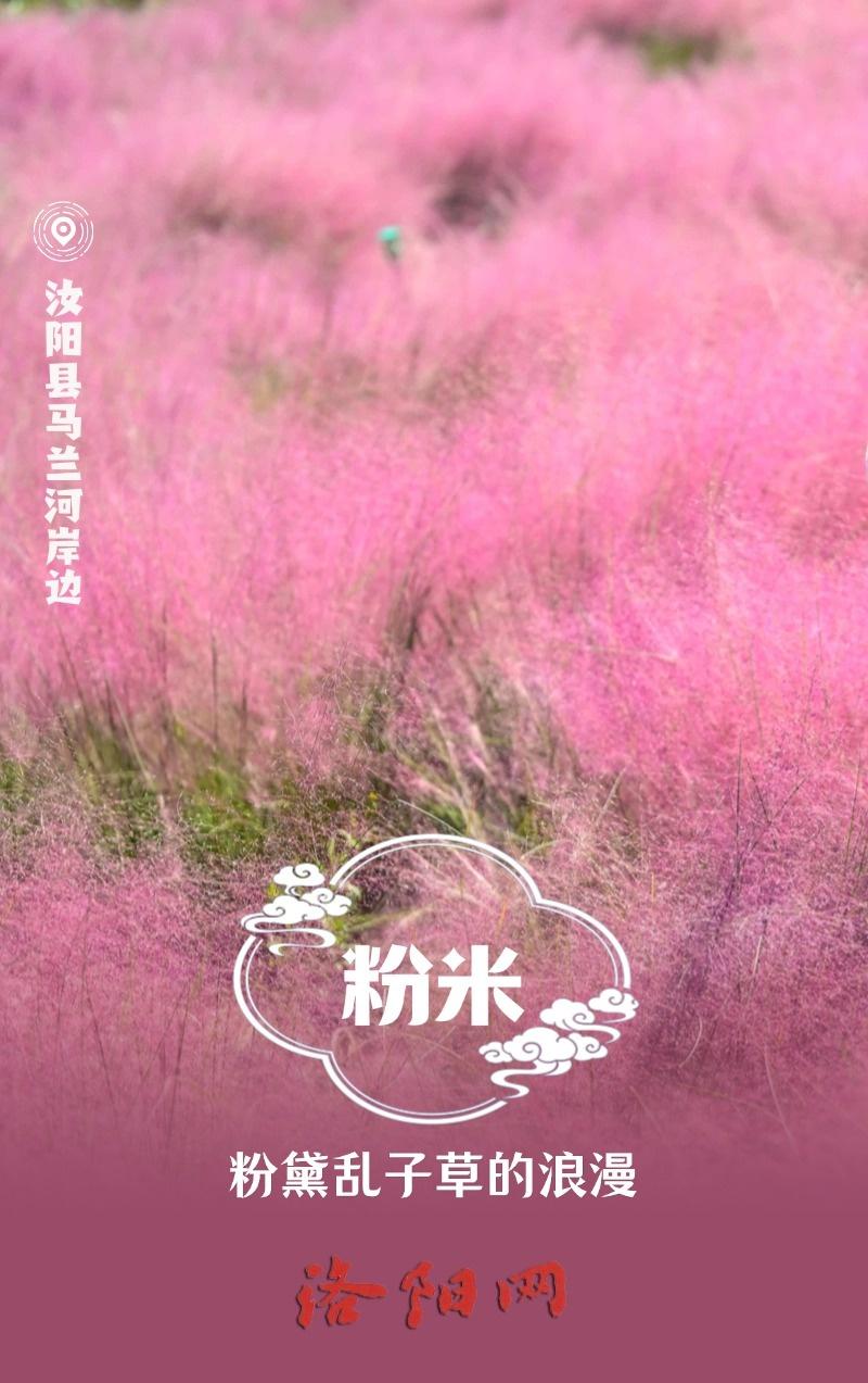 用中国传统色打开洛阳的秋天，美到令人怦然心动  第5张