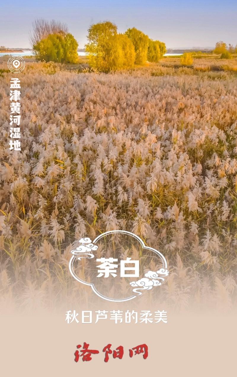 用中国传统色打开洛阳的秋天，美到令人怦然心动  第6张