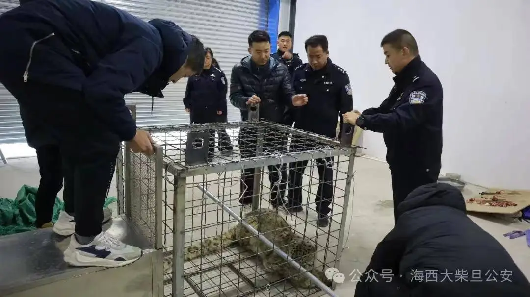 青海首次发现国家一级保护动物雪豹，它竟被困在犬舍里  第2张