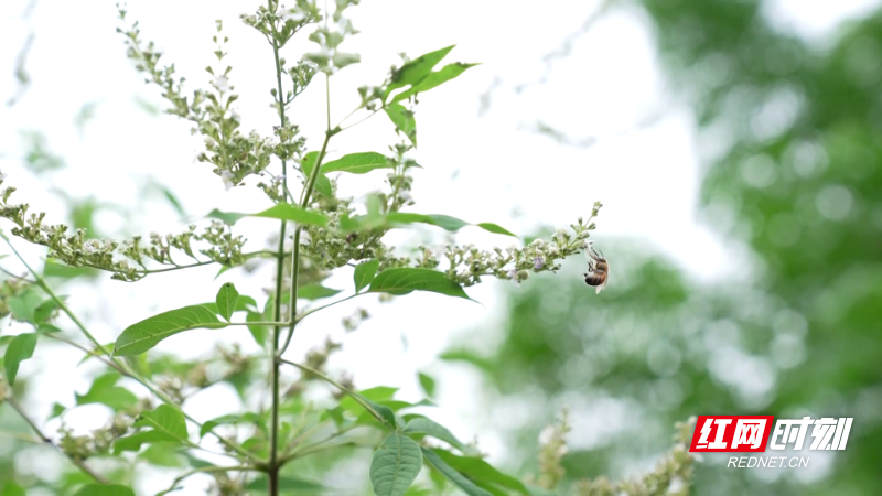 金秋时节，养蜂人忙碌赶花采蜜，黄荆树花蜜口感甜而不腻，你尝过吗？  第2张
