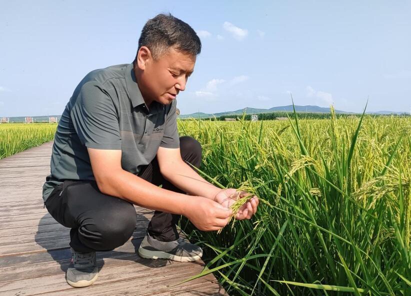 75 万亩水稻即将收割完毕！舒兰市秋粮收获工作进入高峰期  第2张