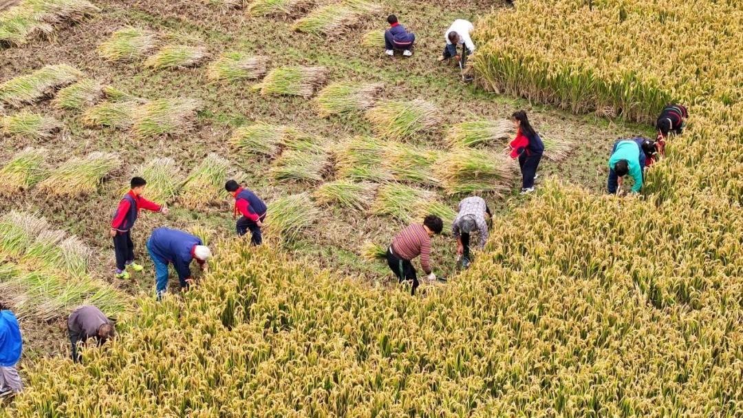 金秋稻香，丰收盛宴！16 名选手齐聚煤山镇，展开水稻收割挑战赛  第1张